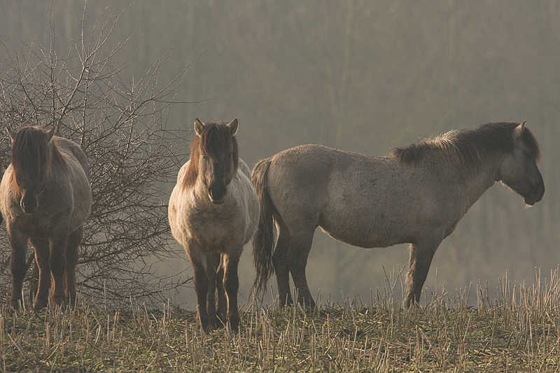 Equus ferus Konik Horse Konik